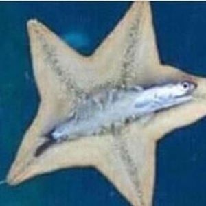 Meet your Posher, Kendall